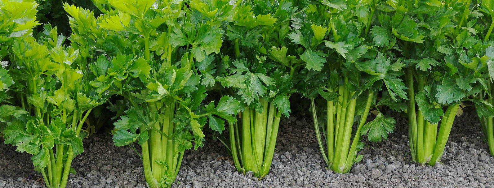 celery field